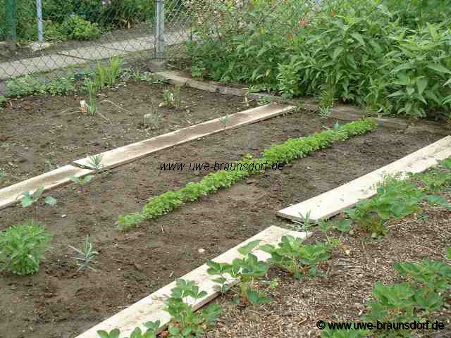 Petersilie und Erdbeeren