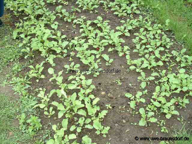 Radieschen von Erdflöhen befallen