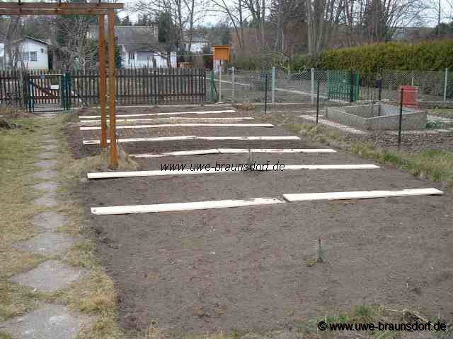 Beete und Zwiebeln der Sorte Stuttgarter Riesen