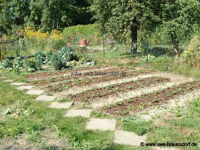 Kartoffeln raus und Erdbeeren gepflanzt.