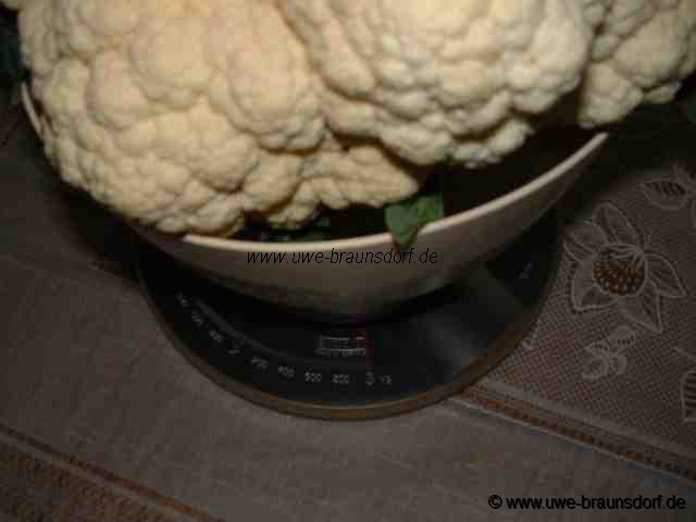 Blumenkohl Sorte Fremont F1