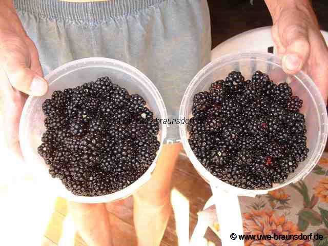 Brombeeren Sorte Theodor Reimers