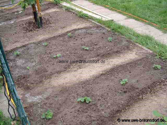 Erdbeeren Sorte Mieze Schindler