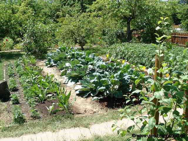 Tagetes, Schwarzwurzeln, Weißkohl, Rosenkohl, Rotkohl, Blumenkohl
