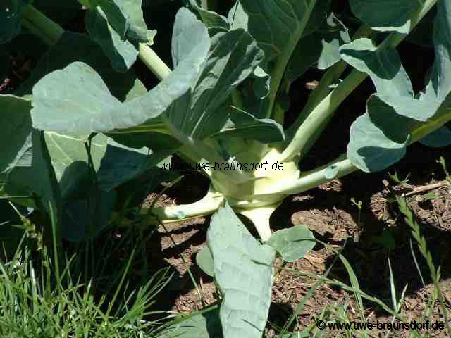 Kohlrabi Sorte Superschmelz