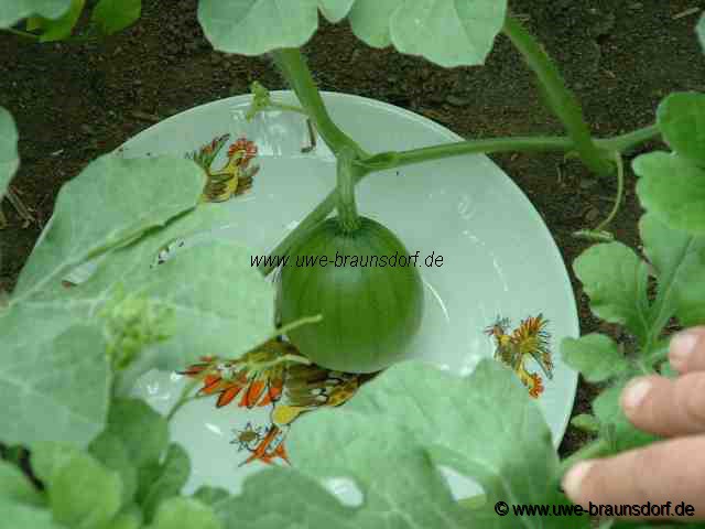 Melone Sorte Sugar Baby