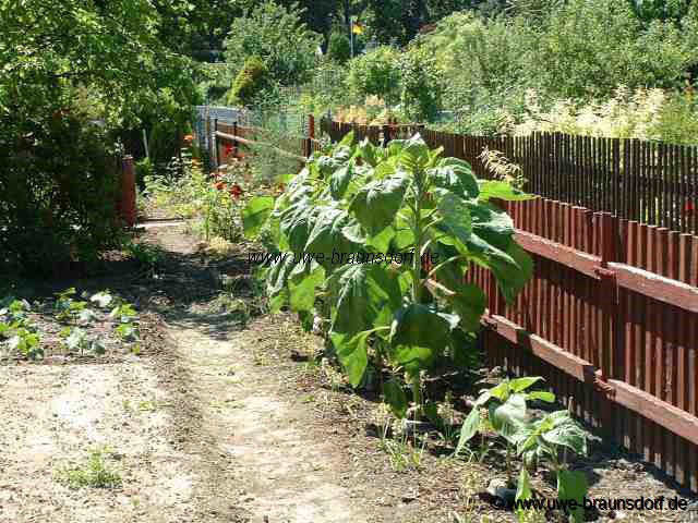 Sonnenblume Sorte King Kong