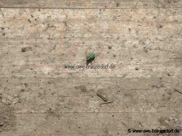 Sandlaufkäfer Cicindela spec.