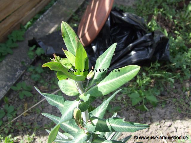 Kreuzblättrige Wolfsmilch Euphorbia latyris