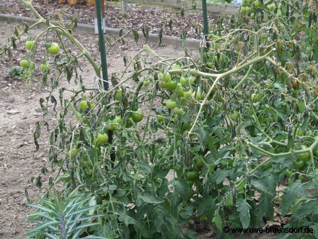 vom Frost geschädigte Tomatenpflanzen