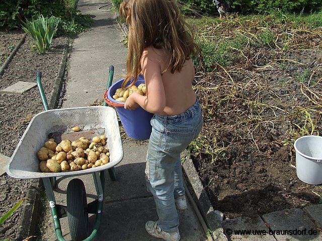 Ernte Kartoffeln Sorte Nicola