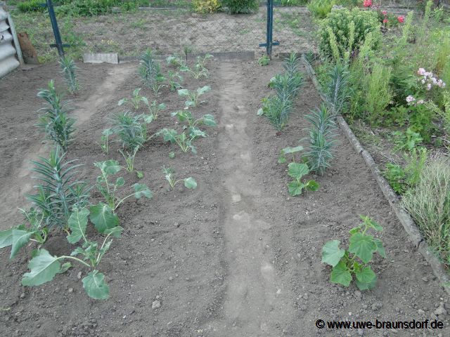 Kohlrabi