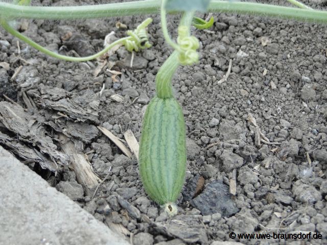 Wassermelone
