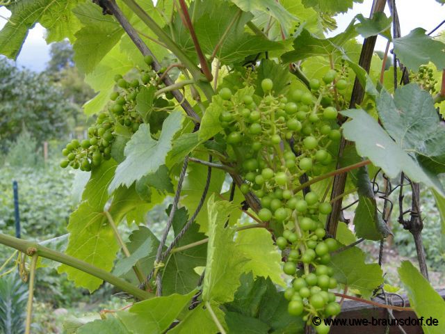 Wein