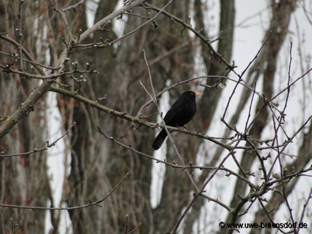 Amsel, Turdus merula