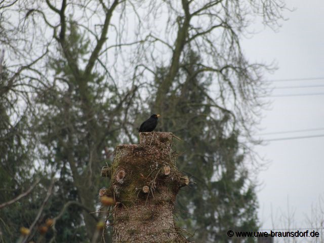 Amsel, Turdus merula