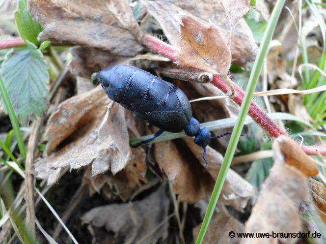 Ölkäfer, Meloidae