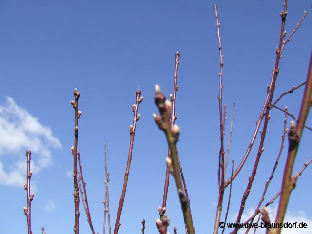 Knospen des Pfirsichbaumes, Sorte Proskauer, brechen auf