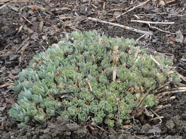 Sedum, alte Blütentriebe entfernt