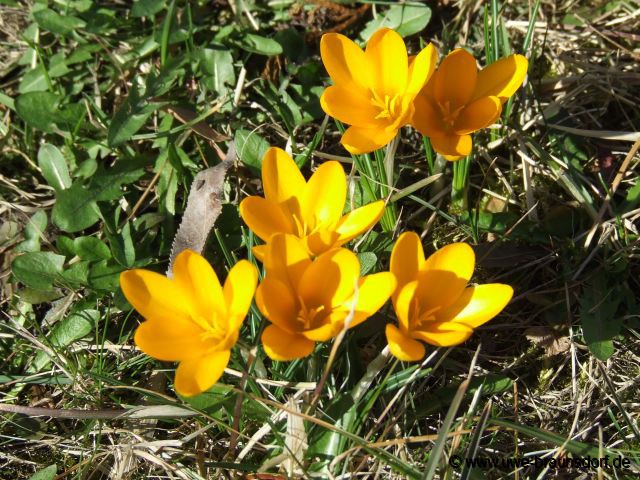 Frühlingsblüher Krokusse