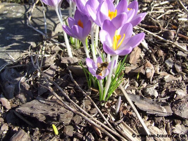 Frühlingsblüher Krokusse
