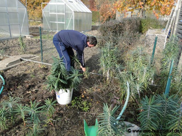 Vorbereiten Beete zum graben, hier Wolfsmilch, Euphorbia lathyris, entfernen