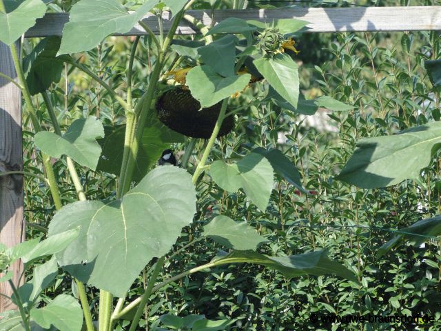 Meise an der Sonnenblume