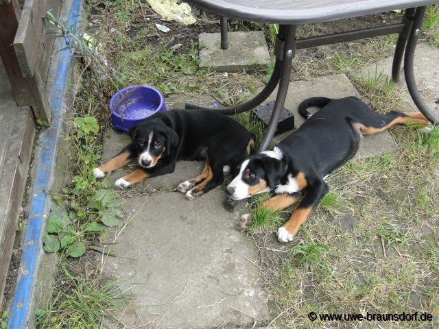 Unsere Appenzeller Sennenhunde