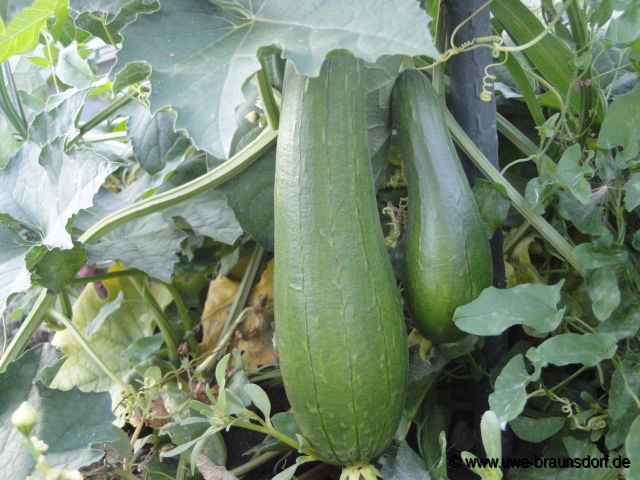 Luffagurke, Schwammgurke, Luffa aegyptiaca