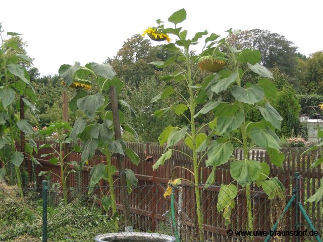 Unsere Sonnenblumen