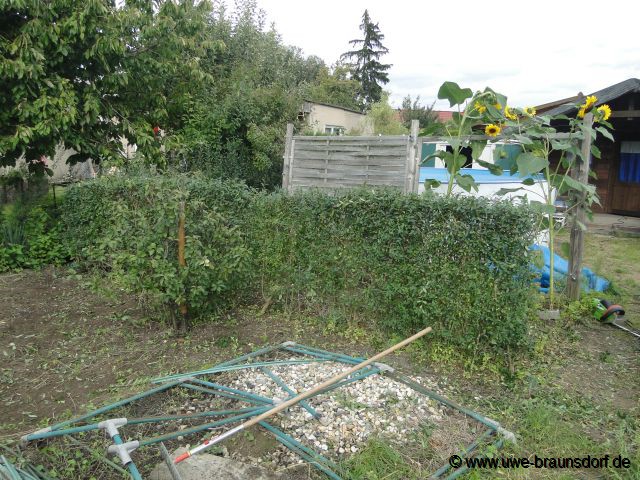 Unkraut gezogen und Hecke geschnitten