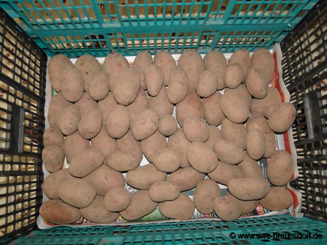 Frühkartoffeln Sorte Rosara zum Vorkeimen, 68 Stk.