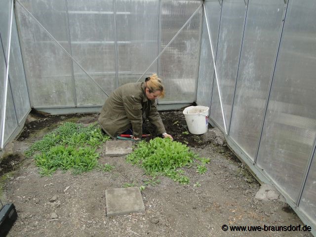 Gewächshaus vom Unkraut befreien