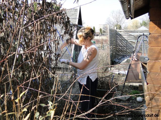 Vorbereitung KIWI pflanzen