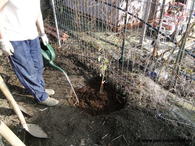 KIWI pflanzen, weiblichen Sorte Hayward