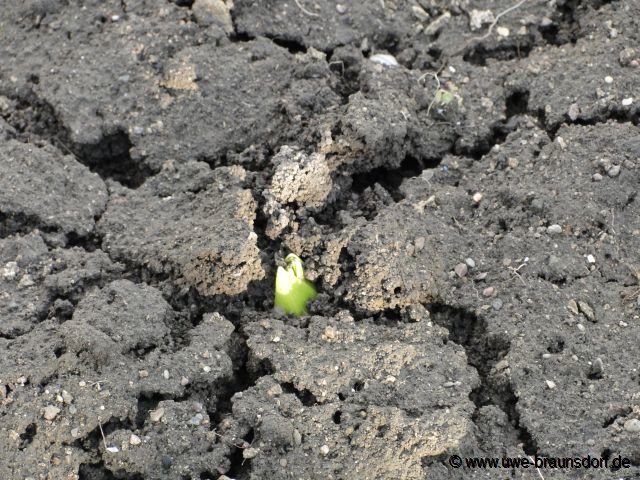 Kaiserkrone, Fritillaria imperialis
