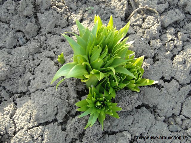 Kaiserkrone, Fritillaria imperialis