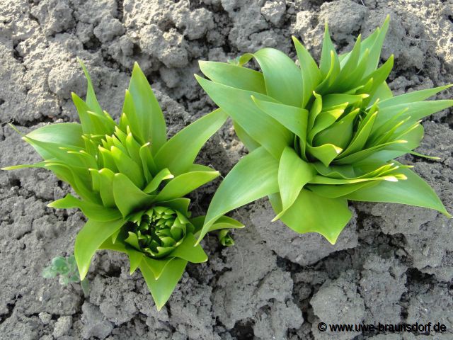 Kaiserkrone, Fritillaria imperialis