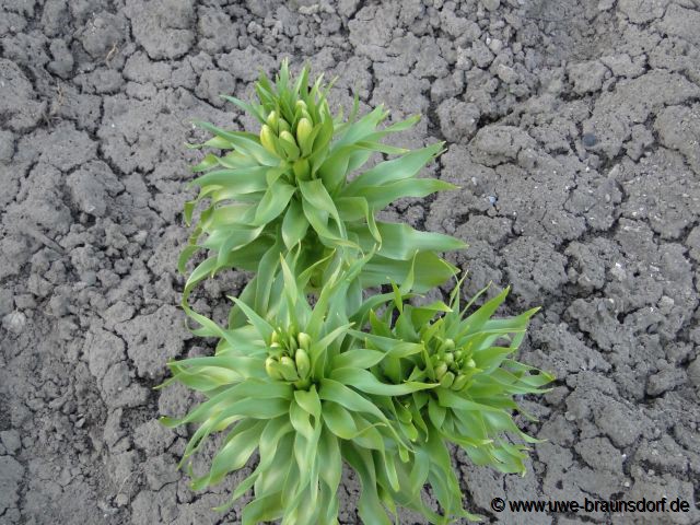 Kaiserkrone, Fritillaria imperialis