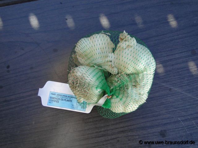 Knoblauch zum stecken