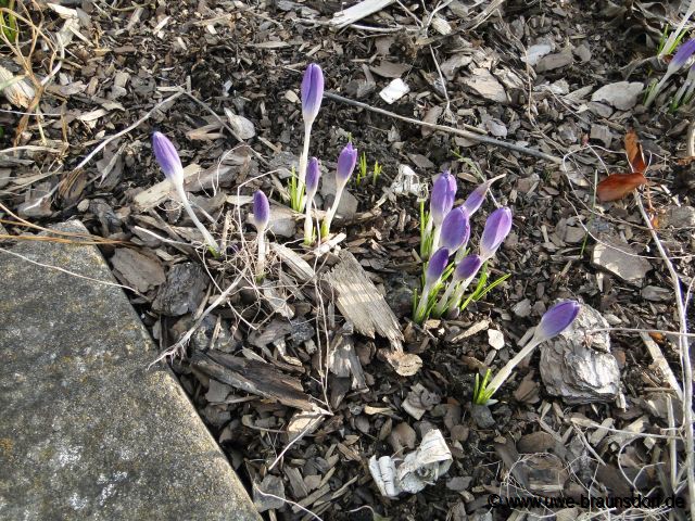 Krokusse (Crocus)