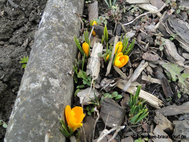 Krokusse (Crocus)