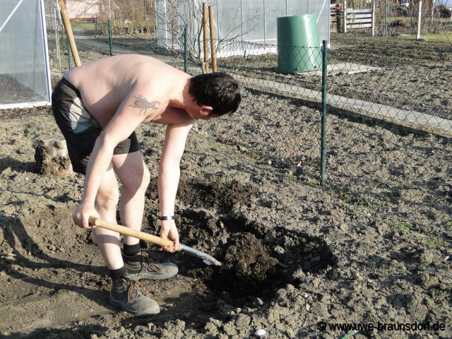 Riesen-Zwetsche Sorte Haganta (S) pflanzen