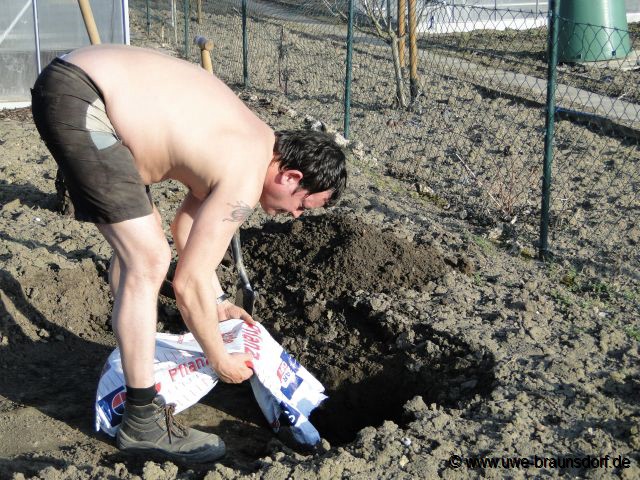 Riesen-Zwetsche Sorte Haganta (S) pflanzen