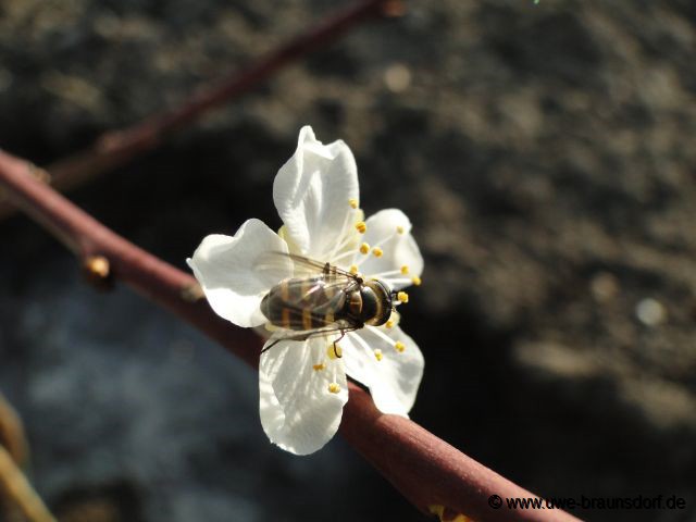 Schwwbfliege, Melangyna lasiopthalma, auf der Blüte der Riesen-Zwetsche Sorte Haganta (S)