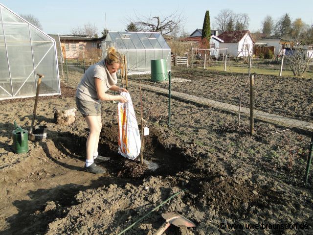 Riesen-Zwetsche Sorte Haganta (S) pflanzen