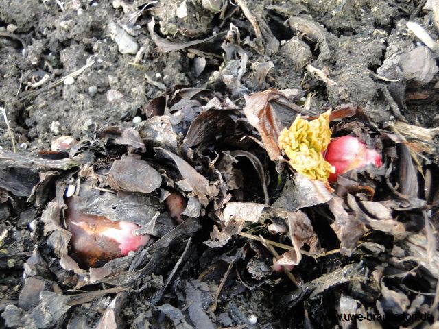 Rhabarber, auch Gemüse-Rhabarber oder Krauser Rhabarber, Rheum rhabarbarum