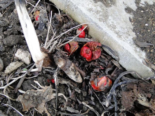 Rhabarber, auch Gemüse-Rhabarber oder Krauser Rhabarber, Rheum rhabarbarum