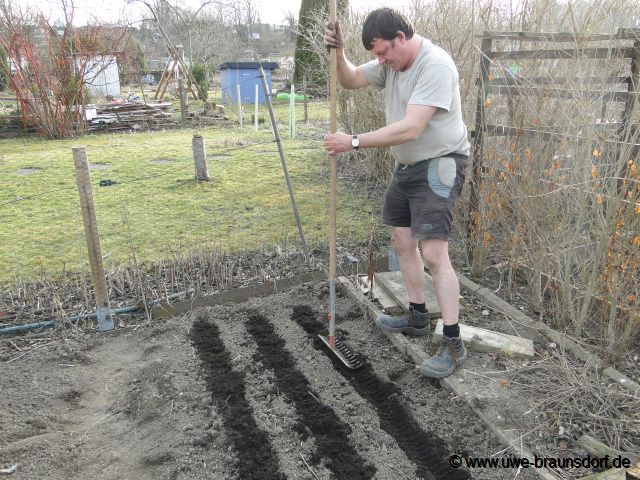 Schwarzwurzeln Sorte Hoffmanns Schwarze Pfahl