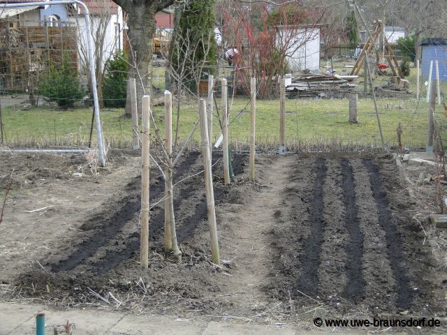 Schwarzwurzeln Sorte Hoffmanns Schwarze Pfahl
